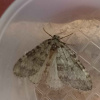 Epirrita dilutata | November Moth