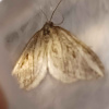 Chesias legatella | Streak