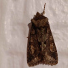 Allophyes oxyacanthae | Green-brindled Crescent