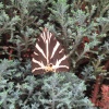 Euplagia quadripunctaria | Jersey Tiger