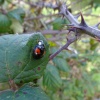 Harmonia axyridis | Harlequin Ladybird