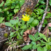 Ranunculus ficaria | Lesser Celandine