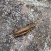 Chorthippus albomarginatus | Lesser Marsh Grasshopper