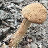 Battarrea phalloides | Sandy Stiltball