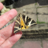 Euplagia quadripunctaria | Jersey Tiger