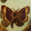 Lasiocampa quercus | Oak Eggar