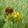 Boloria selene | Small Pearl-bordered Fritillary