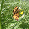Boloria selene | Small Pearl-bordered Fritillary