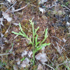 Lycopodium clavatum | Stag's-horn Clubmoss