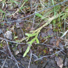 Lycopodium clavatum | Stag's-horn Clubmoss
