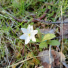 Trientalis europaea | Chickweed-wintergreen