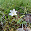 Trientalis europaea | Chickweed-wintergreen