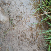 Martes martes | Pine Marten