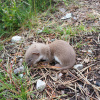 Mustela erminea | Stoat