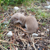 Mustela erminea | Stoat