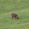 Muntiacus reevesi | Chinese Muntjac