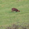 Muntiacus reevesi | Chinese Muntjac