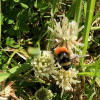 Bombus monticola | Bilberry Bumblebee