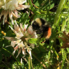 Bombus monticola | Bilberry Bumblebee