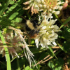 Bombus monticola | Bilberry Bumblebee