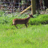 Muntiacus reevesi | Chinese Muntjac