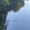 Lutra lutra | Eurasian Otter