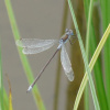 Lestes sponsa | Emerald Damselfly