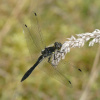 Sympetrum danae | Black Darter