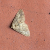 Agriopis marginaria | Dotted Border