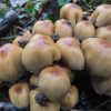 Coprinellus micaceus | Glistening Inkcap