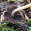 Coprinellus micaceus | Glistening Inkcap