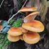 Flammulina velutipes var. velutipes | Velvet Shank