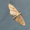 Eupithecia indigata | Ochreous Pug