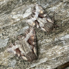 Lacanobia w-latinum | Light Brocade