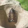 Lacanobia oleracea | Bright-line Brown-eye