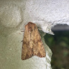 Apamea sublustris | Reddish Light Arches