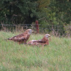 Milvus milvus | Red Kite