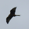 Milvus milvus | Red Kite